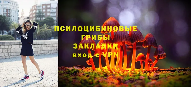 Галлюциногенные грибы Psilocybe  blacksprut ссылка  Бабаево 